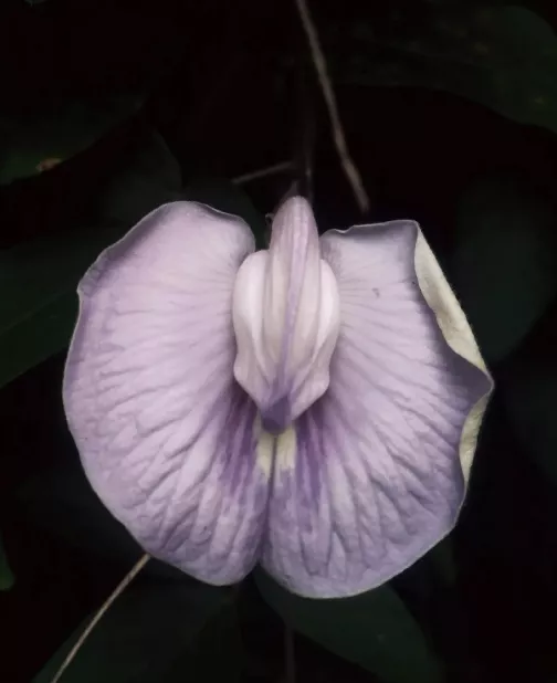 Purple orchid in full bloom